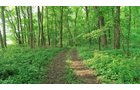 Van Buren County, Michigan farmland - LAND AUCTION - 194+/- ACRES OFFERED IN 5 TRACTS IN VAN BUREN COUNTY, MICHIGAN